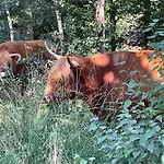 Bed and Breakfast Woudzicht 4*