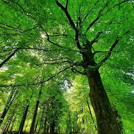 Woudzicht 4* Groesbeek