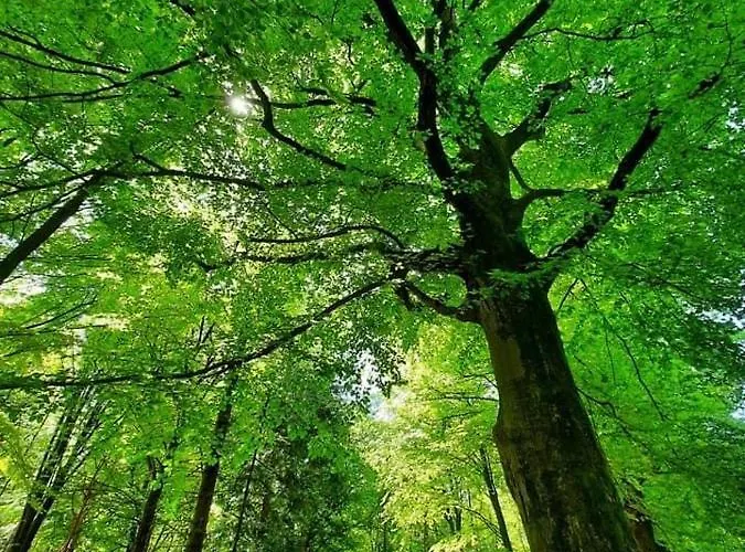 Woudzicht 4* Groesbeek