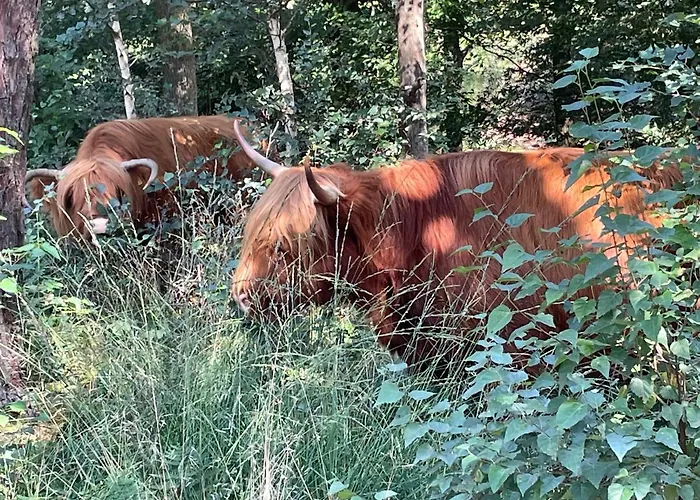 Bed & Breakfast Woudzicht 4*