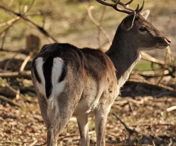 Bed & Breakfast Woudzicht Groesbeek